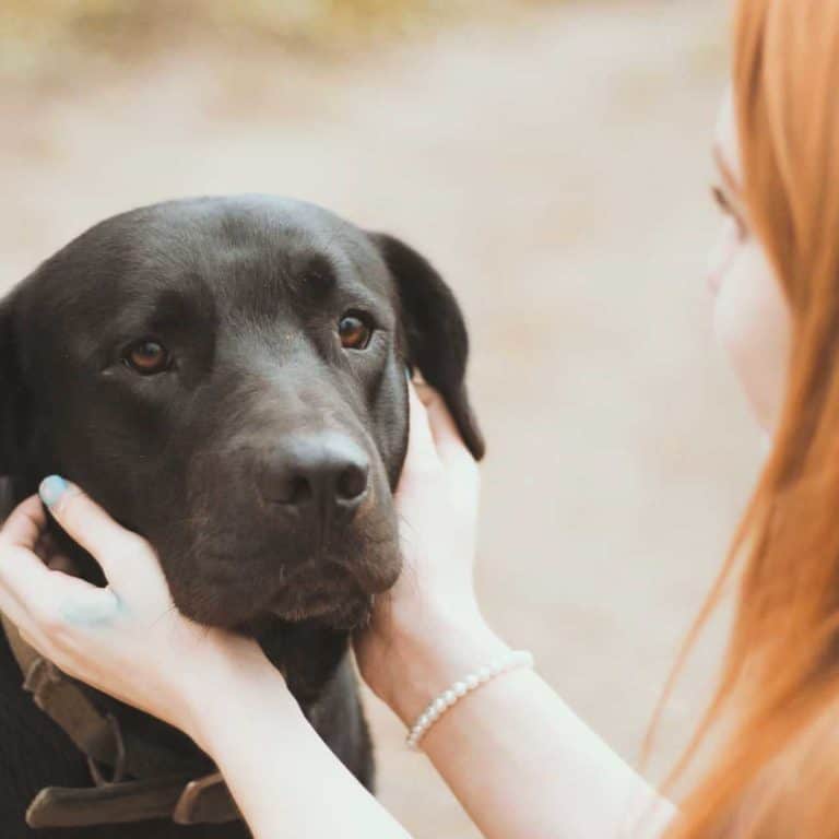 Ihre Hundeschule in Gerolstein Hundeerziehung für Welpen und Hund in